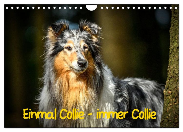 Produktbild: Einmal Collie - immer Collie (Wandkalender 2026 DIN A4 quer), CALVENDO Monatskalender