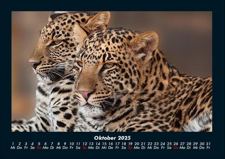 Produktbild: Der Tierkalender 2025 Fotokalender DIN A4