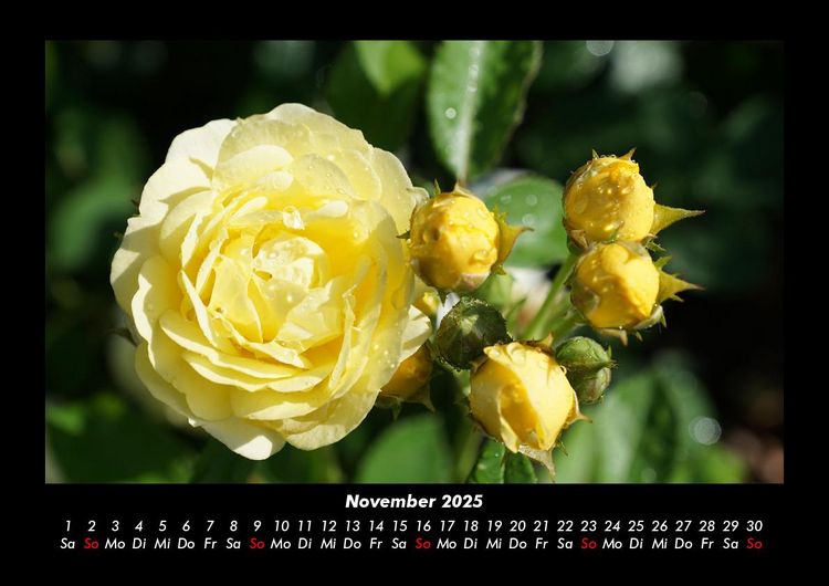 Produktbild: Rosen-Kalender 2025 Fotokalender DIN A3