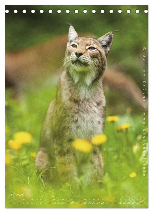 Produktbild: Luchs (Tischkalender 2026 DIN A5 hoch), CALVENDO Monatskalender