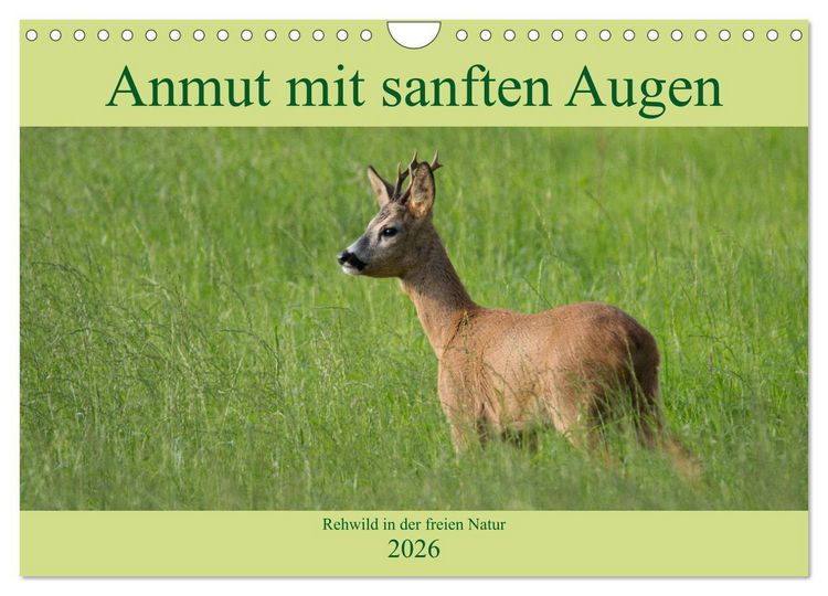 Produktbild: Anmut mit sanften Augen - Rehwild in der freien Natur (Wandkalender 2026 DIN A4 quer), CALVENDO Monatskalender