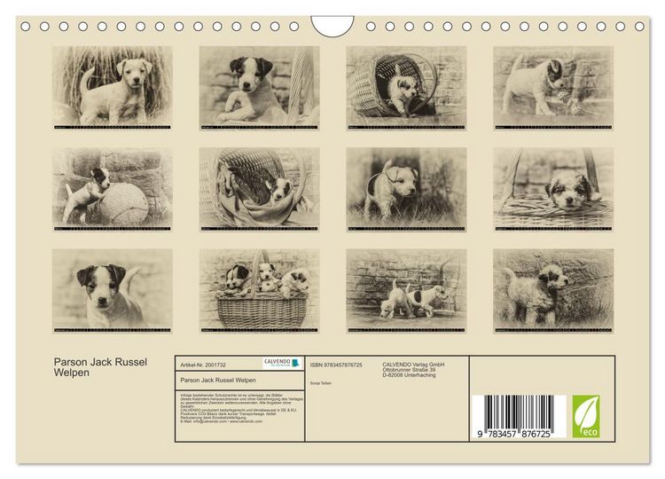 Produktbild: Parson Jack Russel Welpen (Wandkalender 2026 DIN A4 quer), CALVENDO Monatskalender