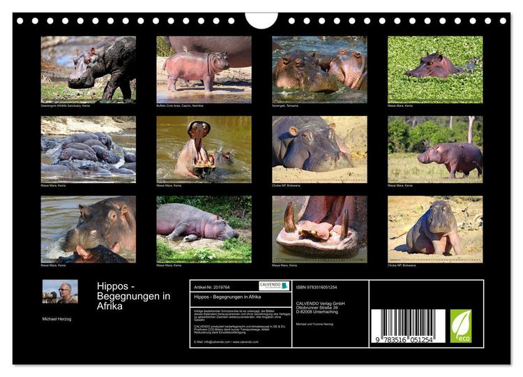 Produktbild: Hippos - Begegnungen in Afrika (Wandkalender 2026 DIN A4 quer), CALVENDO Monatskalender