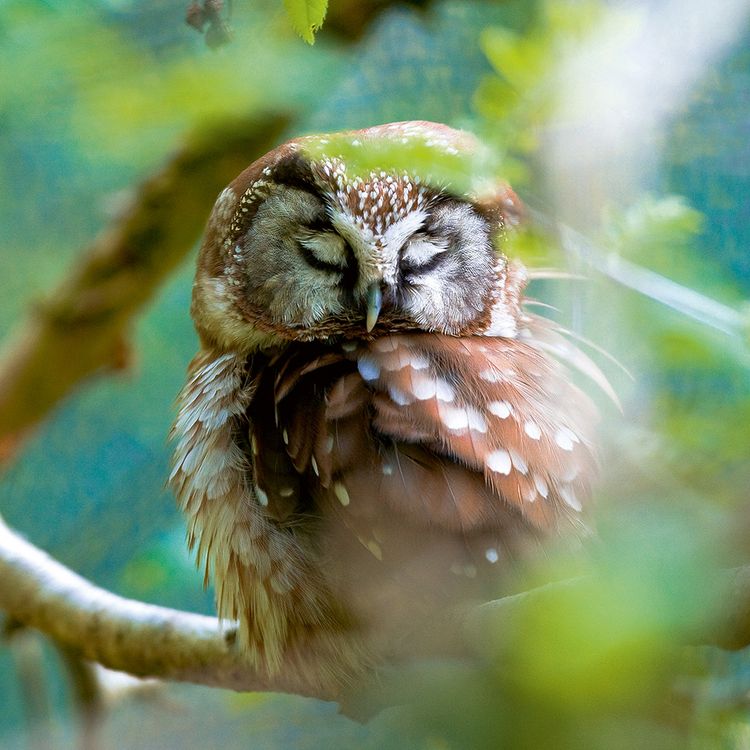 Produktbild: Magic Owls 2024