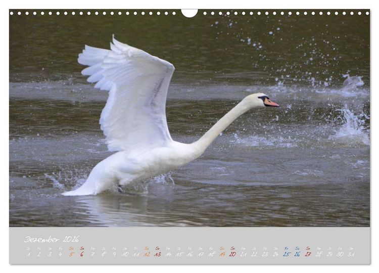 Produktbild: Schwanenfamilie, vom Ei bis zum Fliegen. (Wandkalender 2026 DIN A3 quer), CALVENDO Monatskalender