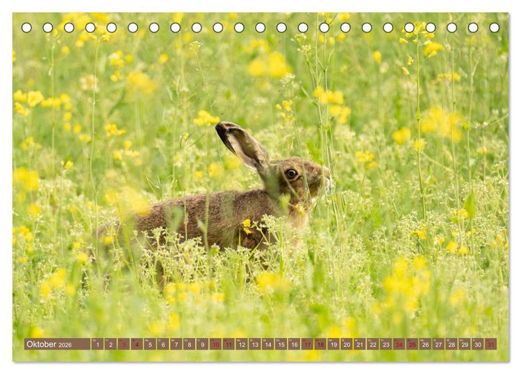 Produktbild: Feldhasen unterwegs in Wald und Flur (Tischkalender 2026 DIN A5 quer), CALVENDO Monatskalender