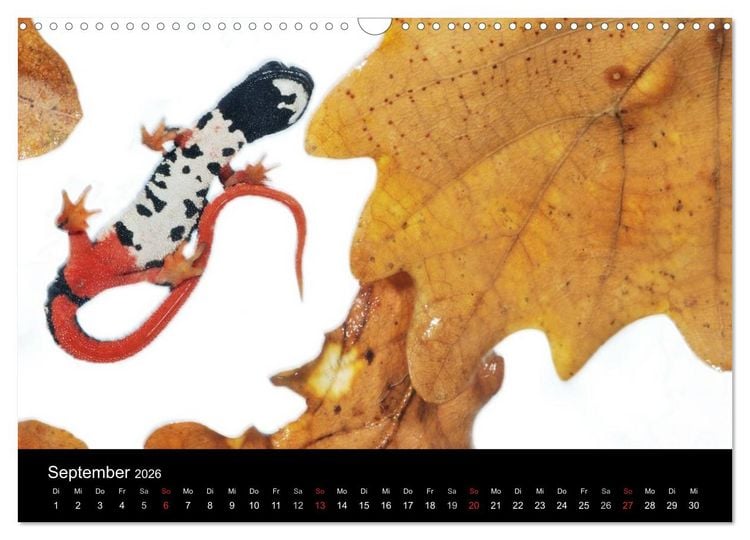 Produktbild: WILD - Tierkalender 2026 (Wandkalender 2026 DIN A3 quer), CALVENDO Monatskalender