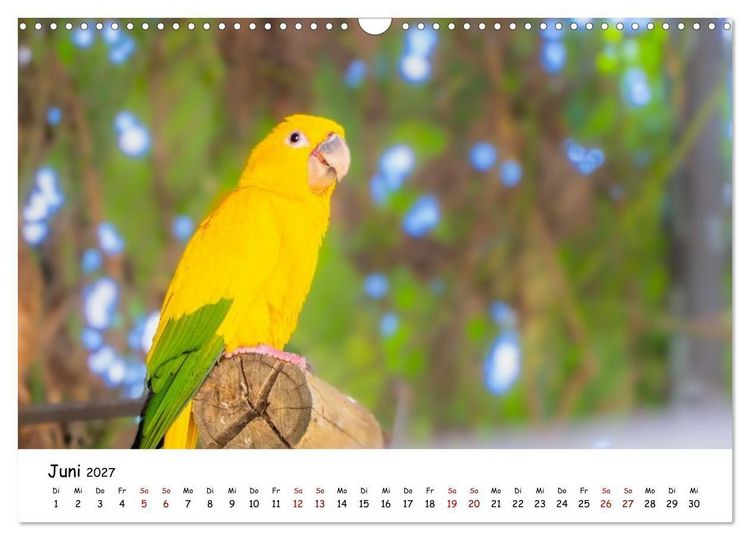 Produktbild: Aras und bunte Sittiche: Exotische Papageien-Portr&auml;ts (Wandkalender 2027 DIN A3 quer), CALVENDO Monatskalender