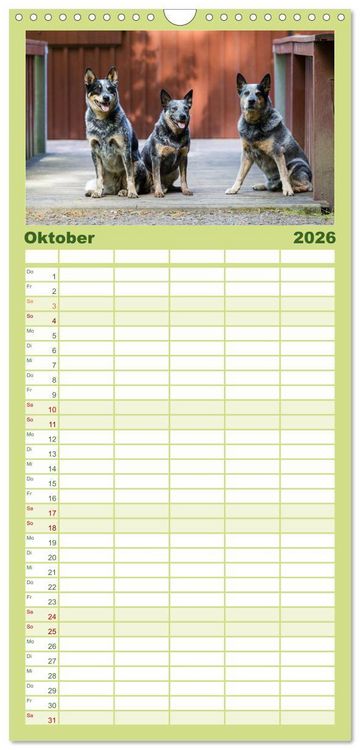 Produktbild: Familienplaner 2026 - Spaziergang am See Australian Cattle Dogs mit 5 Spalten (Wandkalender, 21 x 45 cm) CALVENDO