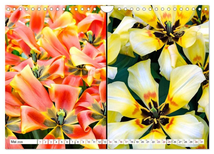 Produktbild: Tulpen - kunterbunte Collagen (Wandkalender 2026 DIN A4 quer), CALVENDO Monatskalender