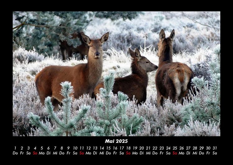 Produktbild: Welt der Tiere 2025 Fotokalender DIN A3
