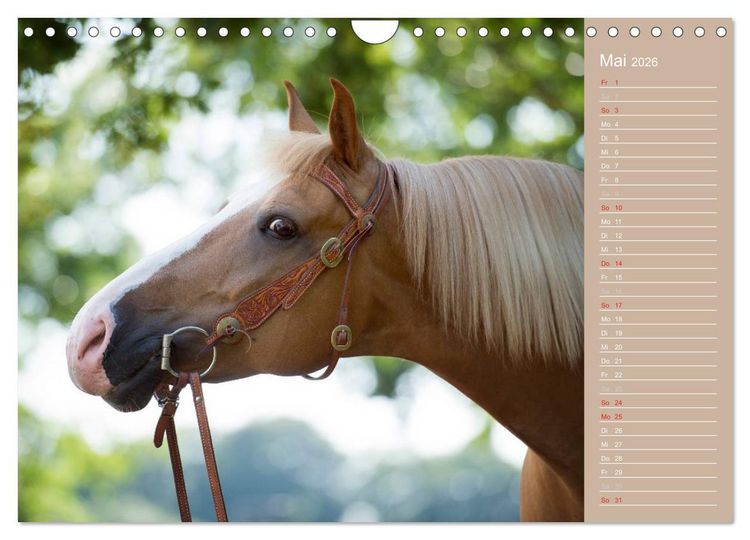 Produktbild: Haflinger / Geburtstagskalender (Wandkalender 2026 DIN A4 quer), CALVENDO Monatskalender