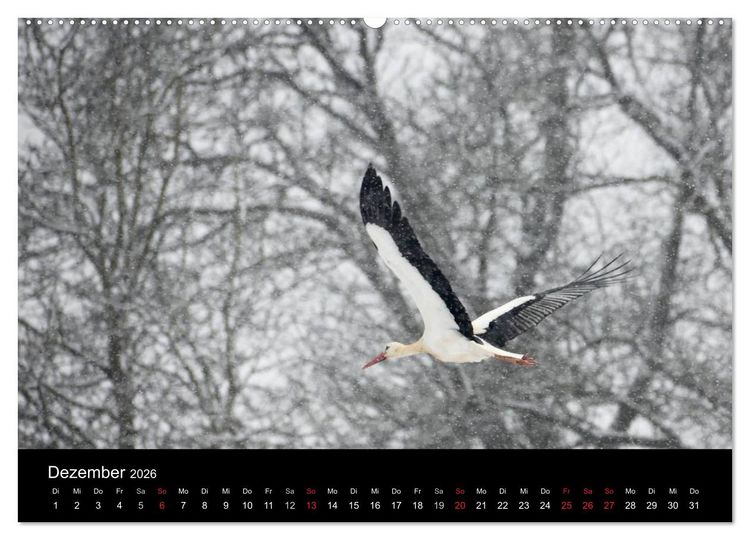 Produktbild: Ein Jahr bei den St&ouml;rchen (Wandkalender 2026 DIN A2 quer), CALVENDO Monatskalender