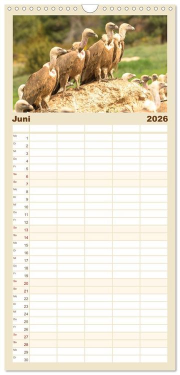 Produktbild: Familienplaner 2026 - Die Geier sind los mit 5 Spalten (Wandkalender, 21 x 45 cm) CALVENDO