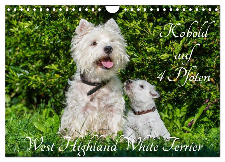 Produktbild: Kobold auf 4 Pfoten - West Highland White Terrier (Wandkalender 2026 DIN A4 quer), CALVENDO Monatskalender