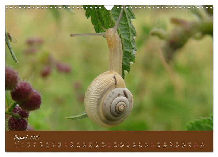 Produktbild: Ganz langsam im Schneckentempo durch's Jahr (Wandkalender 2026 DIN A3 quer), CALVENDO Monatskalender