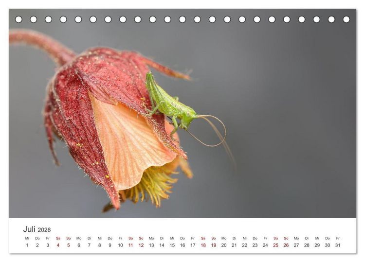 Produktbild: Der etwas andere Blickwinkel (Tischkalender 2026 DIN A5 quer), CALVENDO Monatskalender