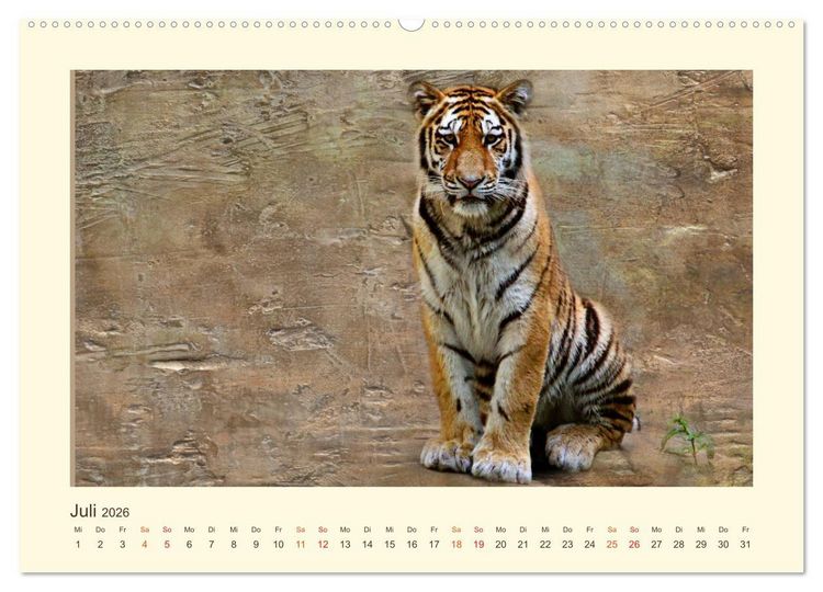 Produktbild: Sibirische Tigerportraits (hochwertiger Premium Wandkalender 2026 DIN A2 quer), Kunstdruck in Hochglanz