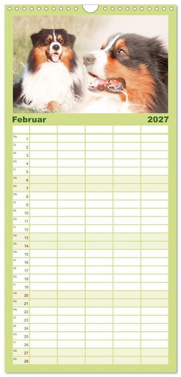 Produktbild: Familienplaner 2027 - Australian Shepherd - H&uuml;tehunde mit Familienanschluss mit 5 Spalten (Wandkalender, 21 x 45 cm) CALVENDO