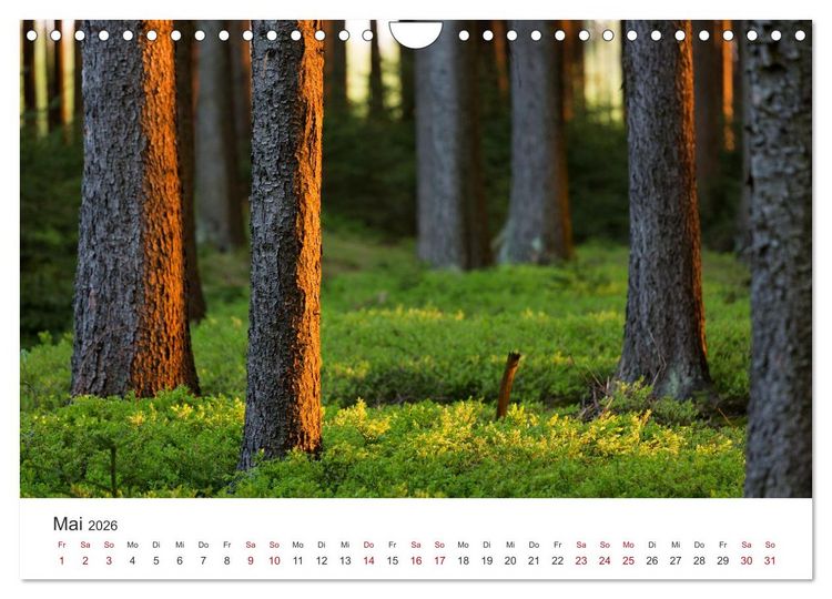 Produktbild: Im Deutschen Wald (Wandkalender 2026 DIN A4 quer), CALVENDO Monatskalender
