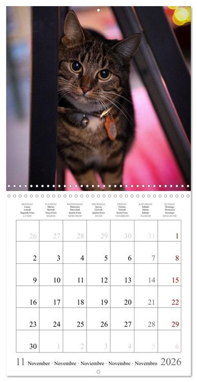 Produktbild: F&eacute;lins au fil des mois (Calendrier mural carr&eacute; 2026 30x30 cm) Calendrier double avec une page pour vos prises de notes