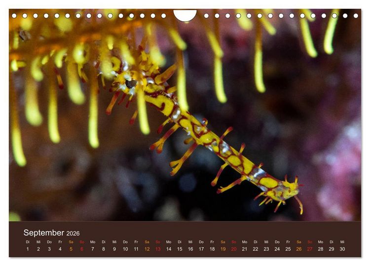 Produktbild: Meerestiere unter der Lupe - Unterwasserkalender (Wandkalender 2026 DIN A4 quer), CALVENDO Monatskalender