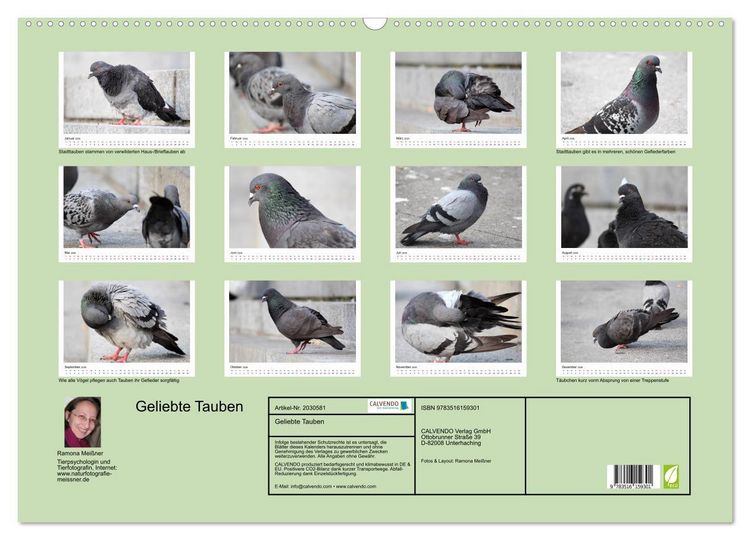 Produktbild: Geliebte Tauben (Wandkalender 2026 DIN A2 quer), CALVENDO Monatskalender