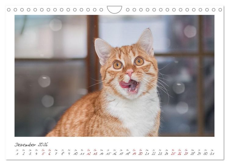 Produktbild: Zauberhafte rote K&auml;tzchen (Wandkalender 2026 DIN A4 quer), CALVENDO Monatskalender