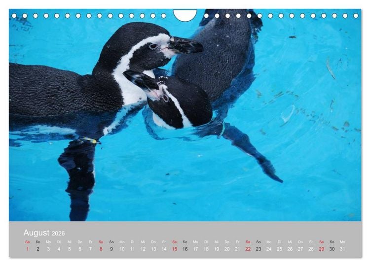 Produktbild: Pinguine 2026 (Wandkalender 2026 DIN A4 quer), CALVENDO Monatskalender