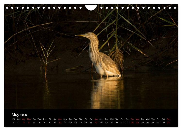 Produktbild: World of Heron (Wall Calendar 2026 DIN A4 landscape), CALVENDO 12 Month Wall Calendar
