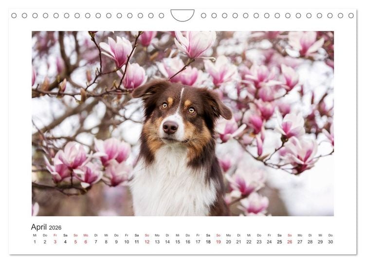 Produktbild: Herzensaussies - Australian Shepherd (Wandkalender 2026 DIN A4 quer), CALVENDO Monatskalender