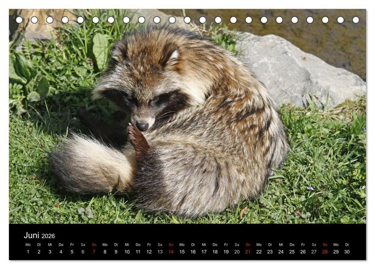 Produktbild: Marderhunde (Tischkalender 2026 DIN A5 quer), CALVENDO Monatskalender