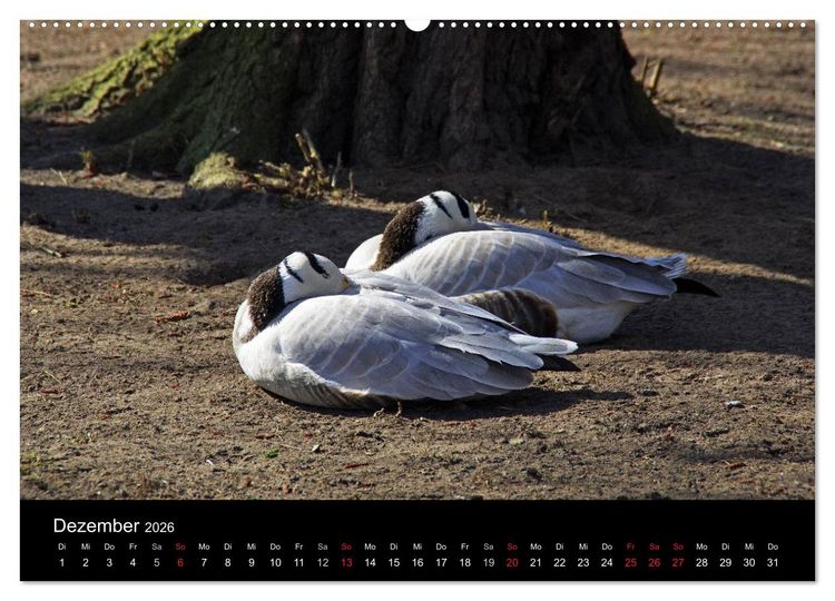 Produktbild: Welt der Tiere (Wandkalender 2026 DIN A2 quer), CALVENDO Monatskalender