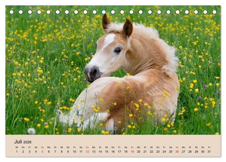 Produktbild: Haflinger Fohlen (Tischkalender 2026 DIN A5 quer), CALVENDO Monatskalender