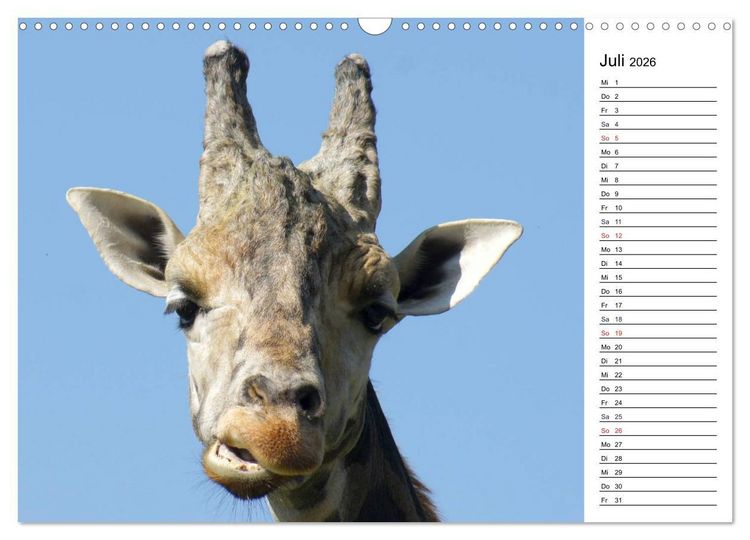 Produktbild: Faszinierende Tierportraits (Wandkalender 2026 DIN A3 quer), CALVENDO Monatskalender