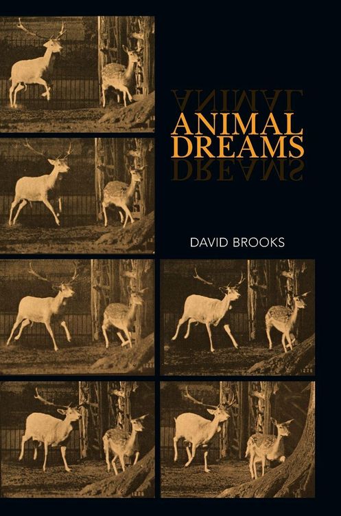 Produktbild: Animal Dreams