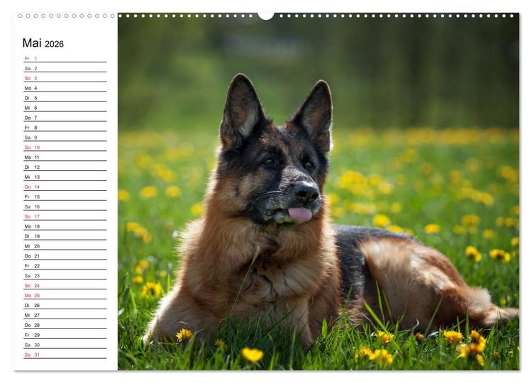 Produktbild: Deutsche Sch&auml;ferhunde - Liebenswerte Graunasen (Wandkalender 2026 DIN A2 quer), CALVENDO Monatskalender