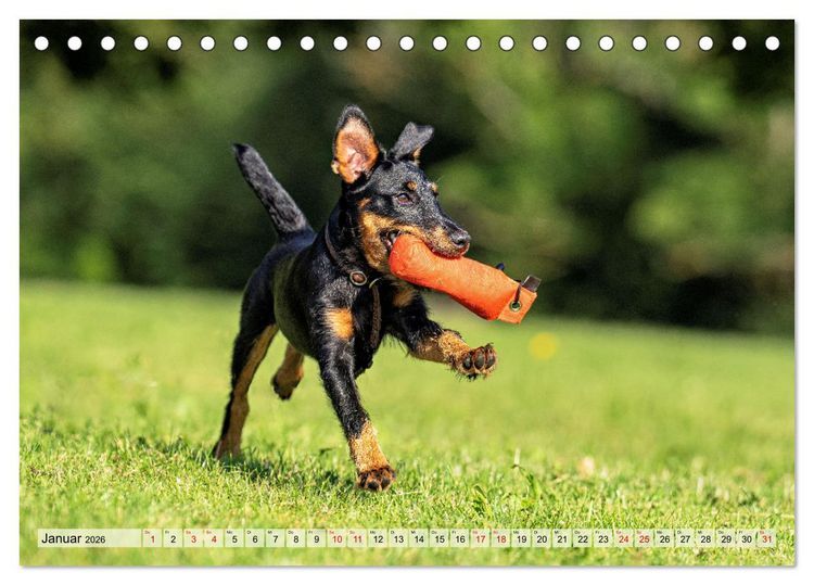 Produktbild: Deutscher Terrier - ein leidenschaftlicher J&auml;ger (Tischkalender 2026 DIN A5 quer), CALVENDO Monatskalender