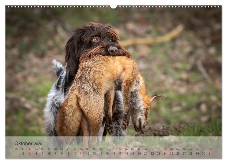 Produktbild: Treue Jagdgef&auml;hrten - Der Deutsch Drahthaar (Wandkalender 2026 DIN A2 quer), CALVENDO Monatskalender