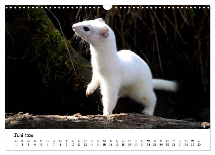 Produktbild: Hermelin - das wieselflinke Raubtier (Wandkalender 2026 DIN A3 quer), CALVENDO Monatskalender