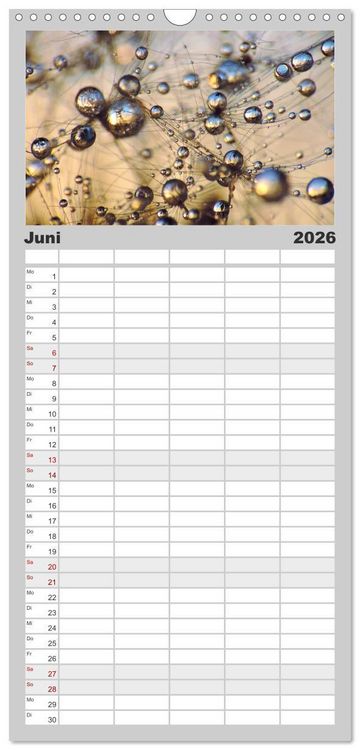 Produktbild: Familienplaner 2026 - Naturjuwel Pusteblume mit 5 Spalten (Wandkalender, 21 x 45 cm) CALVENDO