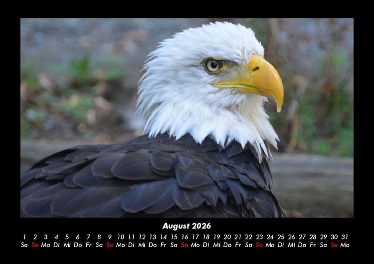 Produktbild: Tierkalender 2026 Fotokalender DIN A3