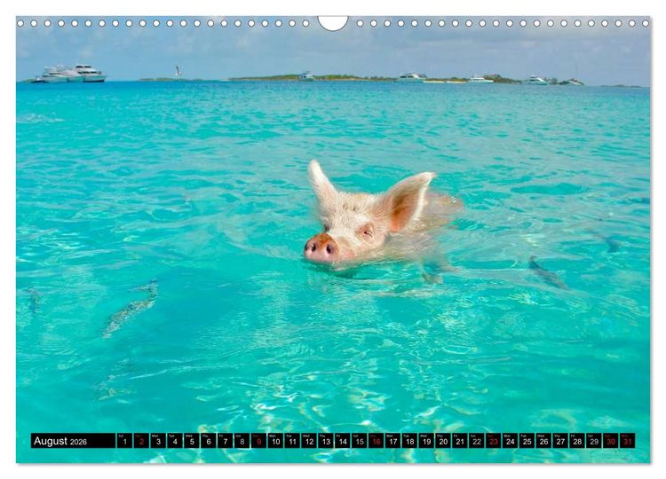Produktbild: The Swimming Pigs of Bahamas (Wall Calendar 2026 DIN A3 landscape), CALVENDO 12 Month Wall Calendar