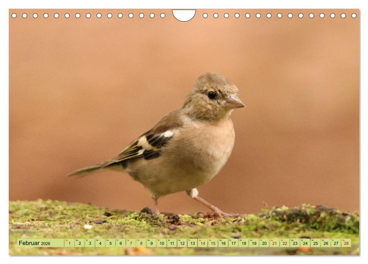 Produktbild: Heimische V&ouml;gel - Im Wald, im Garten und auf der Wiese (Wandkalender 2026 DIN A4 quer), CALVENDO Monatskalender