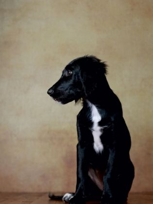 Produktbild: CALVENDO Puzzle Hazel - Retriever x Labrador x M&uuml;nsterl&auml;nder-Mix, 14 Wochen | 1000 Teile Lege-Gr&ouml;&szlig;e 64x48cm Foto-Puzzle f&uuml;r gl&uuml;ckliche Stunden