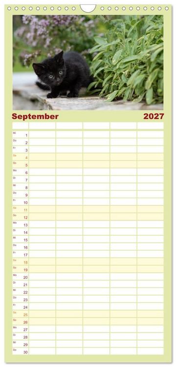 Produktbild: Familienplaner 2027 - Kitten auf Entdeckungsreise mit 5 Spalten (Wandkalender, 21 x 45 cm) CALVENDO