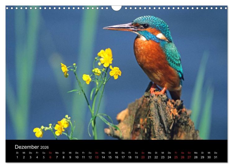 Produktbild: V&ouml;gel (Wandkalender 2026 DIN A3 quer), CALVENDO Monatskalender