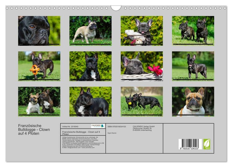 Produktbild: Franz&ouml;sische Bulldogge - Clown auf 4 Pfoten (Wandkalender 2026 DIN A3 quer), CALVENDO Monatskalender