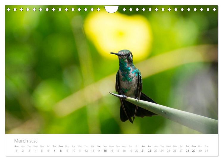 Produktbild: Curacao - Tropical Island (Wall Calendar 2026 DIN A4 landscape), CALVENDO 12 Month Wall Calendar
