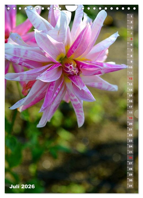 Produktbild: Dahlien - Bl&uuml;tentr&auml;ume (Wandkalender 2026 DIN A4 hoch), CALVENDO Monatskalender